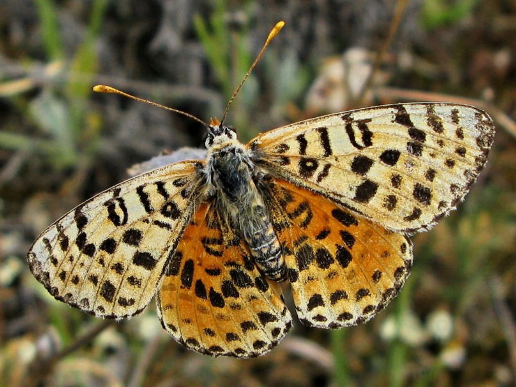 Melitaea didyma